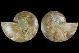 Agatized Ammonite Fossil - Madagascar #135278-1
